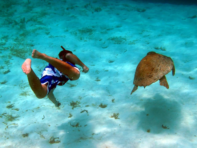 Snorkeling at Turtle Inn http://ecoworldly.com